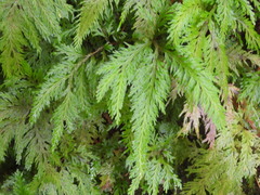 Selaginella moellendorffii
