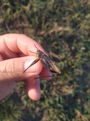 Platycleis albopunctata