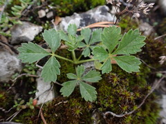 Potentilla incana