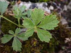 Potentilla incana