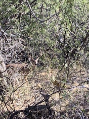 Odocoileus virginianus carminis
