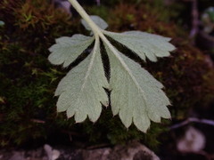 Potentilla incana