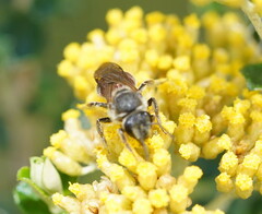 Parasphecodes
