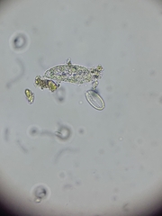 Bacillariophyceae