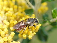 Parasphecodes