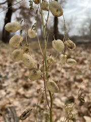 Sphaerophysa