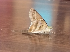 Urbanus proteus proteus