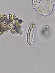 Bacillariophyceae