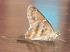 Urbanus proteus proteus