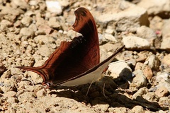 Marpesia zerynthia