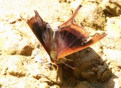 Marpesia zerynthia