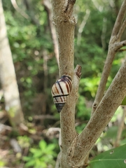 Drymaeus multilineatus