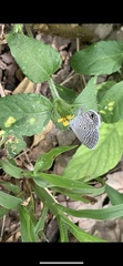 Hemiargus ceraunus