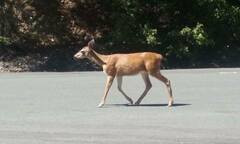 Odocoileus hemionus