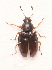 Corticarina minuta
