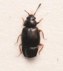 Proteinus crenulatus