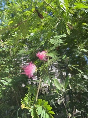 Calliandra