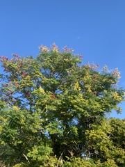 Koelreuteria bipinnata