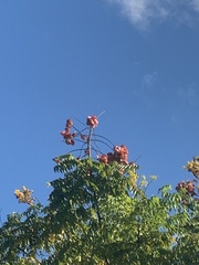 Koelreuteria bipinnata