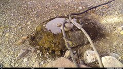 Leiothlypis virginiae