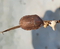 Eurygaster integriceps