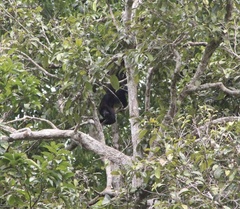 Alouatta belzebul