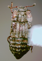 Micropeplus laticollis