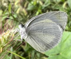 Eurema daira