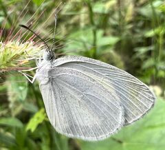Eurema daira