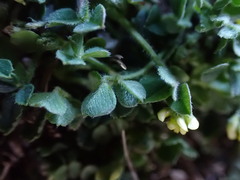 Medicago minima