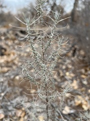 Artemisia filifolia