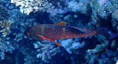 Cephalopholis miniata