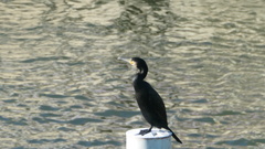 Phalacrocorax carbo