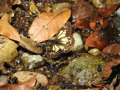 Catasticta nimbice