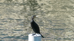 Phalacrocorax carbo