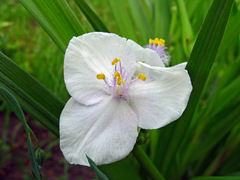 Tradescantia × andersoniana