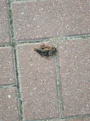 Gryllotalpa gryllotalpa