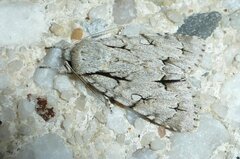 Acronicta psi