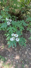 Montanoa