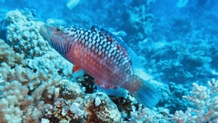 Oxycheilinus digramma