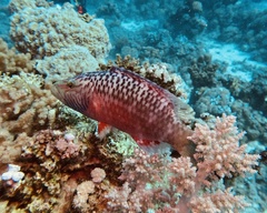 Oxycheilinus digramma