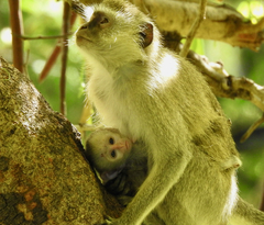 Chlorocebus pygerythrus