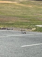 Sciurus carolinensis
