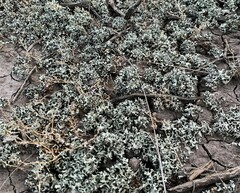 Xanthoparmelia chlorochroa