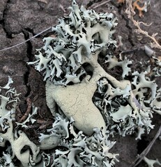 Xanthoparmelia chlorochroa