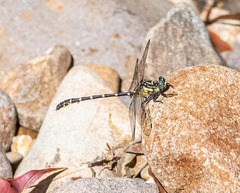 Hemigomphus heteroclytus