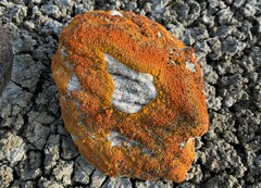 Xanthomendoza trachyphylla