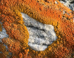 Xanthomendoza trachyphylla