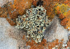 Rhizoplaca chrysoleuca