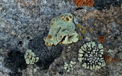 Rhizoplaca chrysoleuca